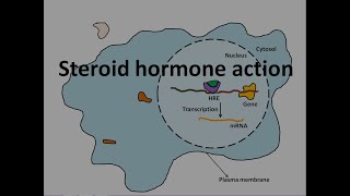 Steroid hormone action [upl. by Resor]