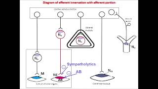 drug inhibiting adrenergic synapse [upl. by Ahsiekel87]