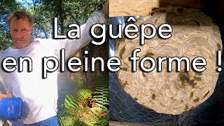 La guêpe germanique en pleine forme [upl. by Aneem]