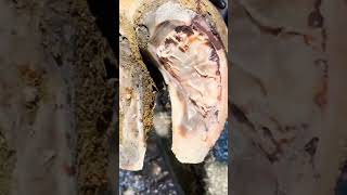 cow hoof infection  viralvideo cow hoof satisfying cowhorse farming viralyoutubevideo [upl. by Aipotu]