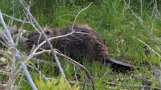 Beaver Shot [upl. by Vasileior]