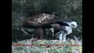 Meet the Golden Eagle from childhood to the fly  LAquila Reale [upl. by Antsirhc]