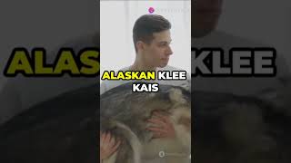 Alaskan Klee Kai animal quality 5 amazing facts Please Subscribe now 👈facts horts [upl. by Yrrep]