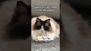 Guess my cats name from the emoji  quiz 🤫 [upl. by Yevrah]