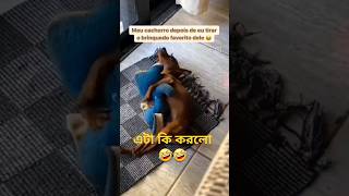 কুকুরের কমেডি 🤣 shortvideo funny dogshorts dogcomedy youtubeshorts [upl. by Stroup228]