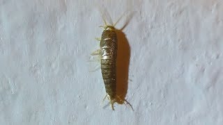 Rybenka domácí  Silverfish Lepisma saccharina [upl. by Tennek]