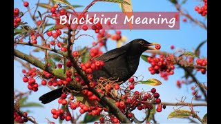 Blackbird Meaning And Symbolism [upl. by Legnaros]