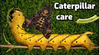 DeathsHead HawkMoth  Caring for your Caterpillar [upl. by Viviene]