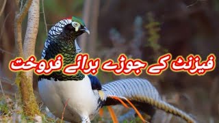 Lady Amhersts pheasant Available For Sale In Pakistan  Pheasant Bird [upl. by Drescher418]