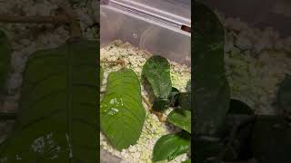 Propagation Box  Humidity  Rooted cuttings  Perlite  plastic box 📦 [upl. by Bilicki734]