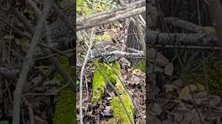 Ruffled Grouse snacking birds woods forest [upl. by Lilak701]