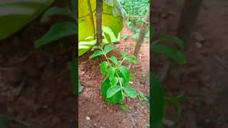 വെൺതേക്ക്  Lagerstroemia microcarpa outplanted seedling [upl. by Limhaj917]