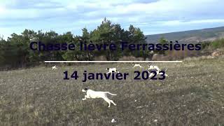 Chasse lièvre 14 janvier 2023 Chiens courants Ariégeois en Drôme Provençale [upl. by Evangelin794]