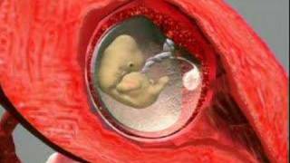 Pregnancy and Fetal Development Animation [upl. by Sverre49]