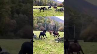 Manada de yeguas españolasspanishhorse caballos equestrian nature ghoda animals [upl. by Tierell]