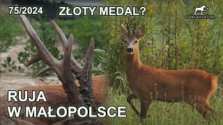 Ruja w Małopolsce  Złoty medal  SUDECKA OSTOJA 752024 roe buck hunting in Poland [upl. by Ellienad]