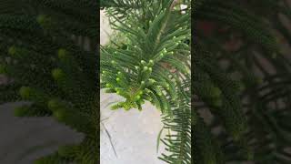 Araucaria Norfolk Island Pine Tree cover music remix nature [upl. by Moersch]