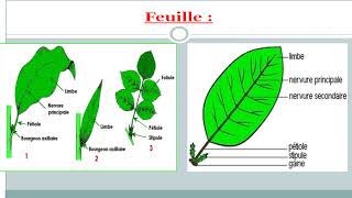 les angiospermes cours de biologie végétale [upl. by Templas411]