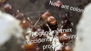 The full process of moving a Pogonomyrmex occidentalis colony [upl. by Odlanyar]