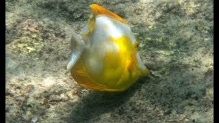 Rare Piebald Yellow Tang in the Wild [upl. by Kopaz]