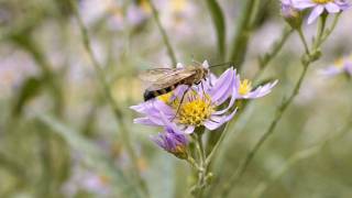 GF1で撮影したHD動画（レンズ：LUMIX G VARIO 1445mmF3556 ASPHMEGA OIS） [upl. by Etnud]