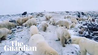 Polar bears invade Russian islands [upl. by Sailesh]