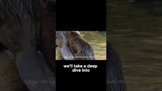 The Remarkable Life of Beavers – Nature’s Ingenious Builders  Animal Kingdom wildlife animals [upl. by Irehs]