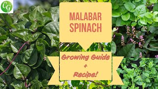 How to Grow amp Cook Malabar Spinach Complete Guide to Basella Alba  Bonus Recipe [upl. by Attekahs604]