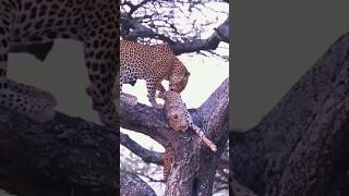 Epic Showdown Cheetah vs Leopard in a Race for Survival [upl. by Isiad]