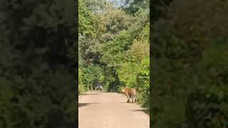 Sultana Tigress on Ranthambore Road music tiger wildlife travel ranthamborenationalpark [upl. by Tonia]