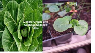 Collards Greens and Cabbage Challenge 2024 collardandcabbage2024 [upl. by Chalmer665]