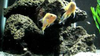 Daffodil Cichlid Breeding Dance [upl. by Tohcnarf]