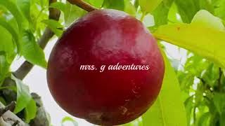 WHAT ARE NECTARINES  Nectarine Picking Terhune Orchards fruit nectarines [upl. by Etnaud]