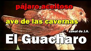 El Guacharo conocida como ave de las cavernas o pájaro aceitoso [upl. by Jayson]