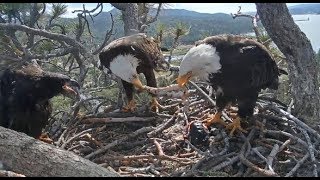 Big Bear Eagles  Jackie amp Shadow  TUGOFISH Simba Watches 62519 [upl. by Nedyaj]