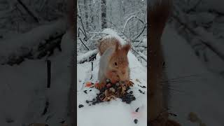 Зимний лес с белками Forêt dhiver avec des écureuils Sibérie [upl. by Brian983]