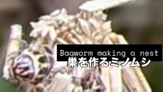 Bagworm making a nest巣を作るミノムシ [upl. by Legin979]