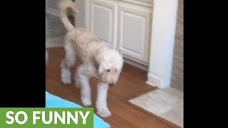 Dog totally mocks teenagers broken leg quotwalkquot [upl. by Samaj277]