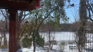 Birds going crazy over Yaupon holly tree [upl. by Sharman]