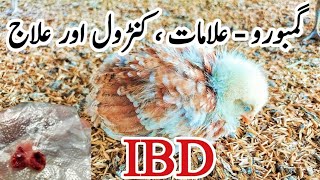 Gumboro Prevention Signs Symptoms Treatment and Vaccination  IBD in Poultry  Dr ARSHAD [upl. by Drol640]