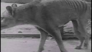 Historical thylacine Tasmanian Tiger film 5  Beaumaris Zoo Hobart 19 December 1933 [upl. by Ayram]