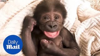 Playful baby gorilla laughs and cuddles with its surrogate mother [upl. by Esinwahs]