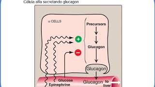 Metabolismo de Lipídios [upl. by Bugbee711]