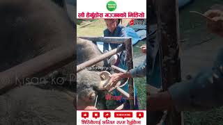 Dehorning procedure in buffalo agriculture machinery amazingfacts [upl. by Scheider]