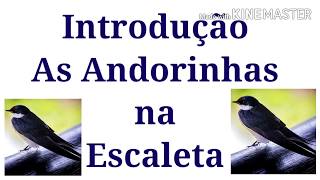 As Andorinhas trio parada dura introdução na Escaleta vídeo aula [upl. by Martinic]