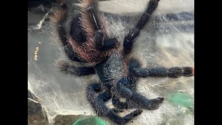 Avicularia avicularia  the Common Pink Toe breeding [upl. by Sutherland]