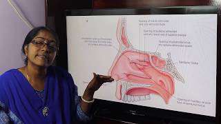 Lecture On Paranasal Air sinuses [upl. by Bobine757]