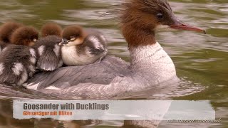 Goosander or Merganser Mergus merganser ♀ with Ducklings 5 [upl. by Liscomb271]