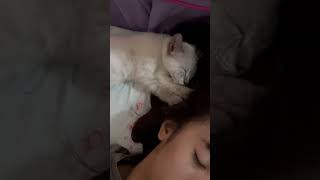 Massage kitten at your service shortsvideo shortsviral catlover funnycats kitten shorts pets [upl. by Einiffit169]