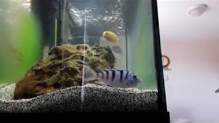 Kenyi Cichlids  fish life [upl. by Jadda]